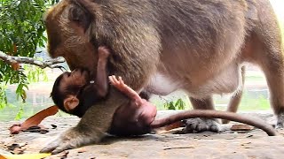 BEG AND BEG...STOP MUM...PITY POOR BABY MONKEY THONA...WHAT TARA DOING ON HER OWN BABY ONE?