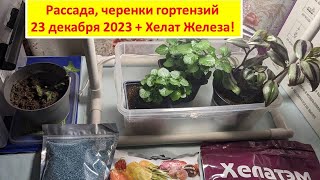 Семена - пополнение/Гортензии на теплом коврике/Железо 13%,11%,6% какое выбрать?