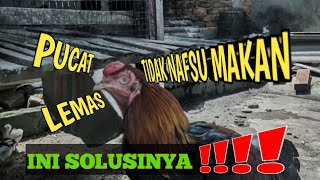 Cara obati ayam jago lemas, pucat, tidak nafsu makan!!!!