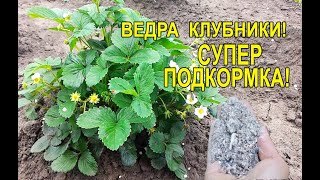 Подкормка Клубники в Период Цветения Золой Готовтесь Собирать Клубнику Ведрами!