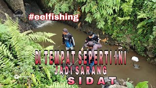 Mancing Sidat dengan tekhnik menjujul || mancing sidat terbesar