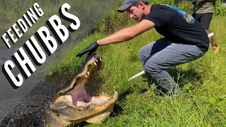 Feeding a MASSIVE American Alligator