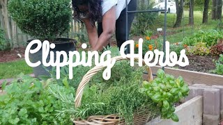 Clipping/Harvesting Herbs To Dry #Blissbotanicalgarden