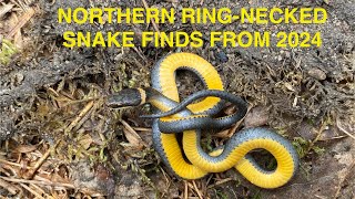 Northern Ring- Necked Snake finds from 2024