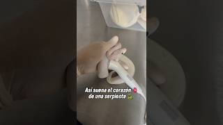 Sonido del CORAZÓN en un PACIENTE 🫀🐍 #pop#veterinary#reptiles#mascotas#Animales