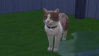 Cats & Dogs | Sims 4 (Part 58)