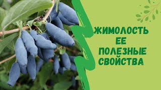 🍇👍Жимолость  ее полезные свойства и противопоказания