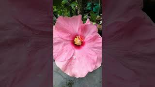 #shorts #hibiscus #hibiscusgrafting #plants #garden #indoorplants #viralvideo #viral #youtubeshorts