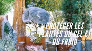 Protéger les plantes du gel et du froid