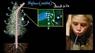 Xylem & transpiration   Life processes   Biology   Khan Academy