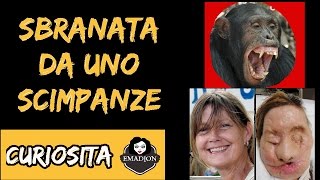 Scimpanzé sbrana donna, chiamata 911 (sub ita)