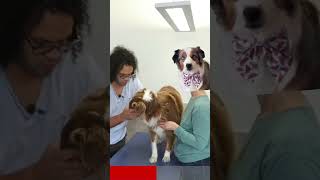 travail des cervicales sur un berger australien  lord #chien  #pets #animals