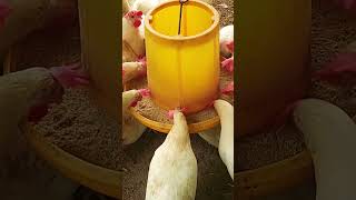 Poultry Farm | Egg Farming In Sri Lanka