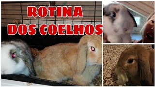 Rotina dos Coelhos /Criando coelho em casa