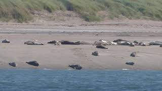 Seals at Murlough