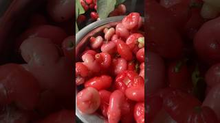 ചാമ്പക്ക…                                 #chamba #shorts #fruits