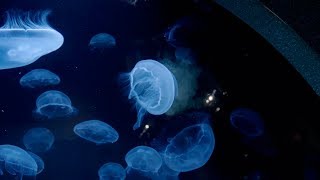 Jellyfish at Audubon Aquarium