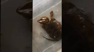 penyu VS kepiting