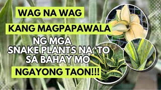 MGA SNAKE PLANTS NA DAPAT MERON KA SA BAHAY MO NGAYONG TAON!