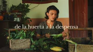 Maíz para TODO EL AÑO: de la Huerta a la Mesa - Tres Maneras Fáciles de Conservar Maíz Dulce