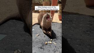 Otter Eating Lunch IS The Cutest Thing You’ll See All Day 🥹🦦#shorts #otter