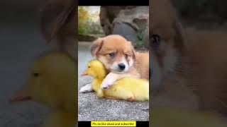 Friendship | Puppy and Duckling🐶🦆#friendship #ytshorts #ytviral #trending #puppy #duckling #petlover