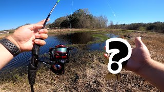 CAUGHT A NEW SPECIES! (Runcl Titan II Spinning Reel Review)