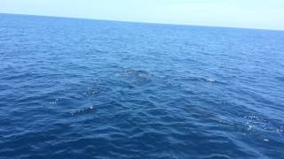 Bottle nose dolphins off Dana Point