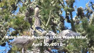 Baby Heron Feeding - One Week later, April 30, 2017