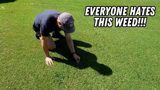 ALL of the ways to kill Paspalum // + the best chemical free method!!