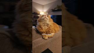 He's magical from all angles ✨ #cat #cute #animals #cutecat #catvideos #pets #cuteanimals #funny