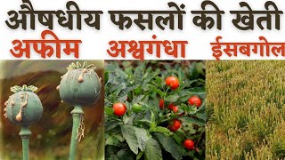 Farming of Medicinal Plants-Opium, Isabgol, Ashwagandha  औषधीय फसलों की खेती- अफीम, अश्वगंधा, इसबगोल