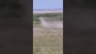 Lions hunt warthog