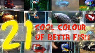 21 Cool Colours of BETTA Fish