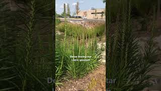 I saw this really great stormwater garden.