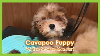 Cavapoo Puppy VS The Snooze Monster! - Fear Free Pet Grooming by Pawrus Pet Grooming Studio