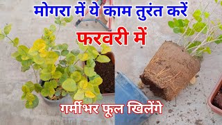 मार्च मे मोगरा पौधे पर तुरंत करें ये काम गर्मीभर फूल खिलेंगे | Mogra Plant Kaise lagaye | #mogra