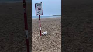 Relaxing dog walk on the beach | Tynemouth Longsands | Rainy summers day