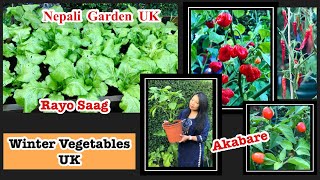 Self-sufficient Vegetable Garden in England | Small Little Kitchen Garden with lot's of Vegetables