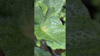 Colocasia esculenta tea cup. É nativa da Ásia, de meia-sombra e sol pleno, tolerante ao frio.