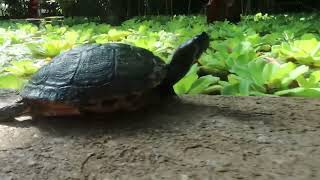 Unterwegs im Botanischen Garten Bochum