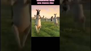 piacere sono una mucca #shortviral #viral #foryou #memes