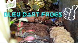 BLEU DART FROGS, IN VIVARIUM ENCLOSURE