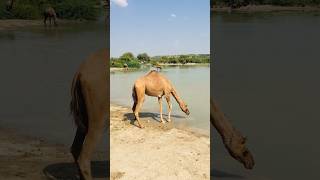 camels water  #shorts