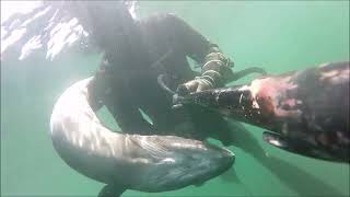 Mix caça submarina zona do Porto PORTUGAL  🦈Spearfishing 🦈Pesca Subacquea