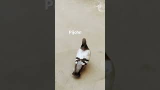 Pigeonn