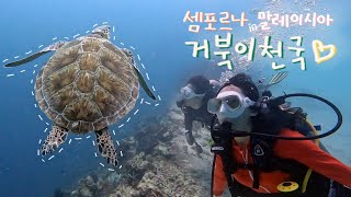 [스쿠버다이빙 ep.1] 말레이시아 신혼여행 1편|해외에서 스쿠버자격증따기|셈포르나 스쿠버다이빙|거북이랑 유영🐢