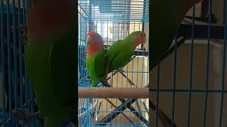 Love birds chirping during rain #nature #birdsounds #lovebirds #chirpingbirds