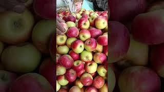 #Kashmir Apples #reels