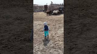 қойшы бала. #shortsvideo #viral #share #sorts #baby #cutevideo #viralvideo #viralbaby #cute #video